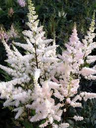 2576  Astilbe arendsii  Bumalda  I  Svenskt namn  :Astilbe  I  Krukstorlek   : SQ1  I  Förväntad Höjd  :  40/70 cm  I  Blomningstid :  juli-aug - 2