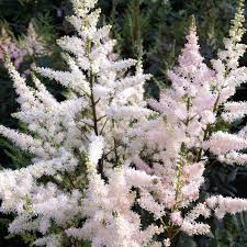 2576  Astilbe arendsii  Bumalda  I  Svenskt namn  :Astilbe  I  Krukstorlek   : SQ1  I  Förväntad Höjd  :  40/70 cm  I  Blomningstid :  juli-aug - 3