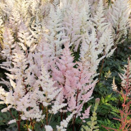 2576  Astilbe arendsii  Bumalda  I  Svenskt namn  :Astilbe  I  Krukstorlek   : SQ1  I  Förväntad Höjd  :  40/70 cm  I  Blomningstid :  juli-aug