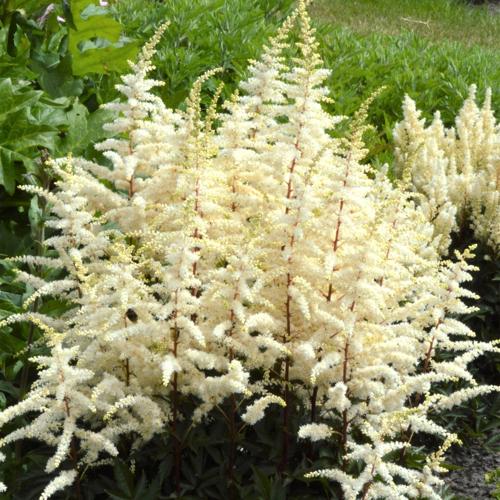 2671  Astilbe arendsii  Cappuccino  (PBR)  I  Svenskt namn  :Astilbe  I  Krukstorlek   : SQ1  I  Förväntad Höjd  :  50/70 cm  I  Blomningstid :  juli-aug - 3
