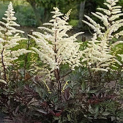 2671  Astilbe arendsii  Cappuccino  (PBR)  I  Svenskt namn  :Astilbe  I  Krukstorlek   : SQ1  I  Förväntad Höjd  :  50/70 cm  I  Blomningstid :  juli-aug