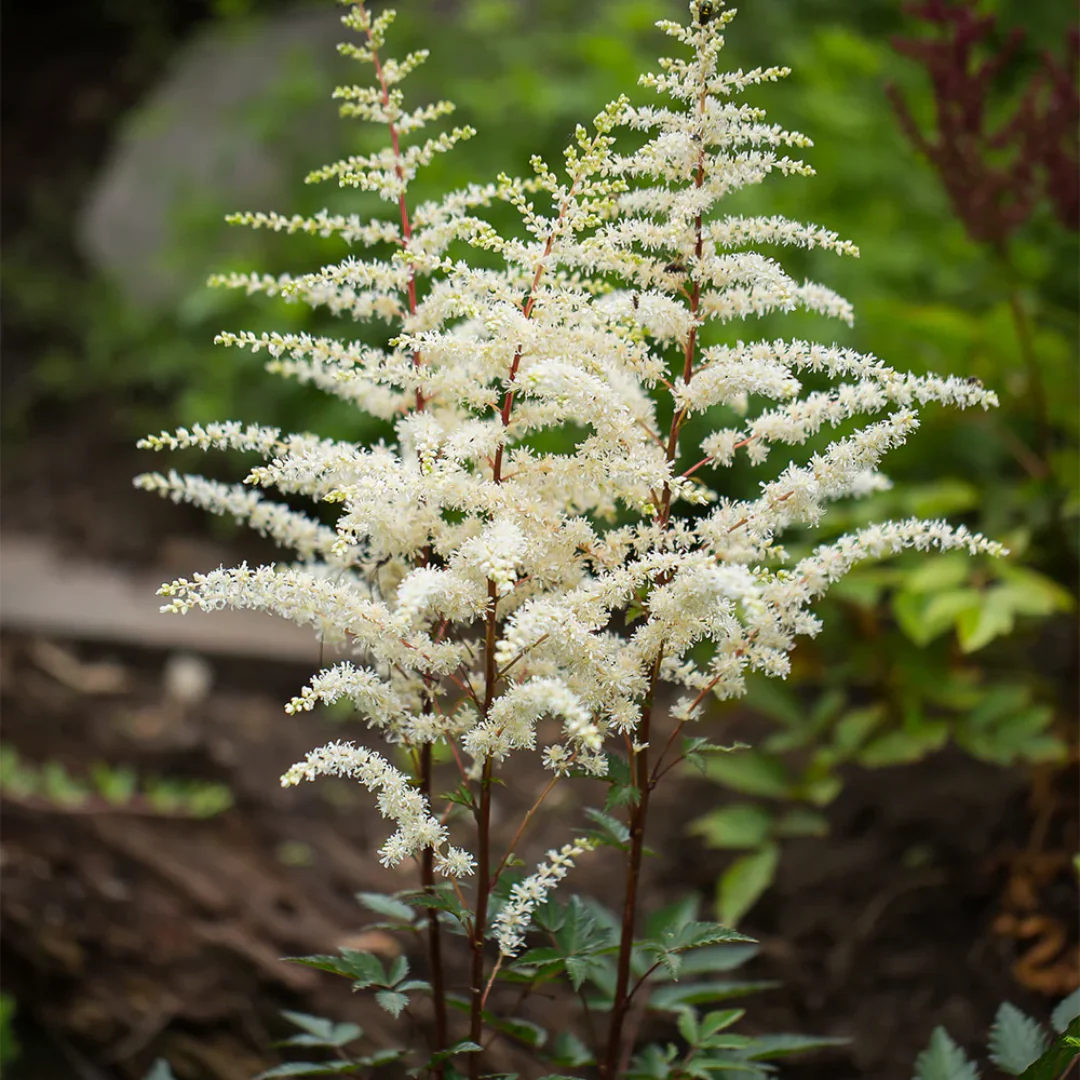 2671  Astilbe arendsii  Cappuccino  (PBR)  I  Svenskt namn  :Astilbe  I  Krukstorlek   : SQ1  I  Förväntad Höjd  :  50/70 cm  I  Blomningstid :  juli-aug - 2