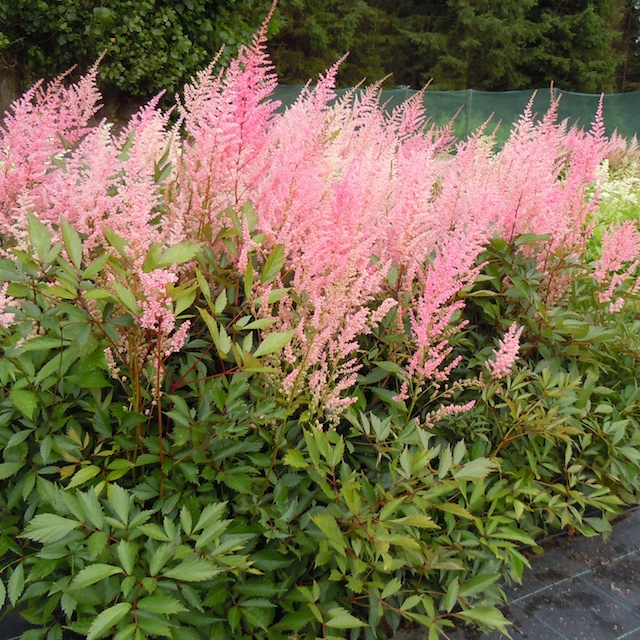 2585  Astilbe arendsii  Cattleya  I  Svenskt namn  :Astilbe  I  Krukstorlek   : SQ1  I  Förväntad Höjd  :  40/100 cm  I  Blomningstid :  juli-aug - 3