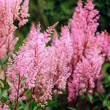 2585  Astilbe arendsii  Cattleya  I  Svenskt namn  :Astilbe  I  Krukstorlek   : SQ1  I  Förväntad Höjd  :  40/100 cm  I  Blomningstid :  juli-aug
