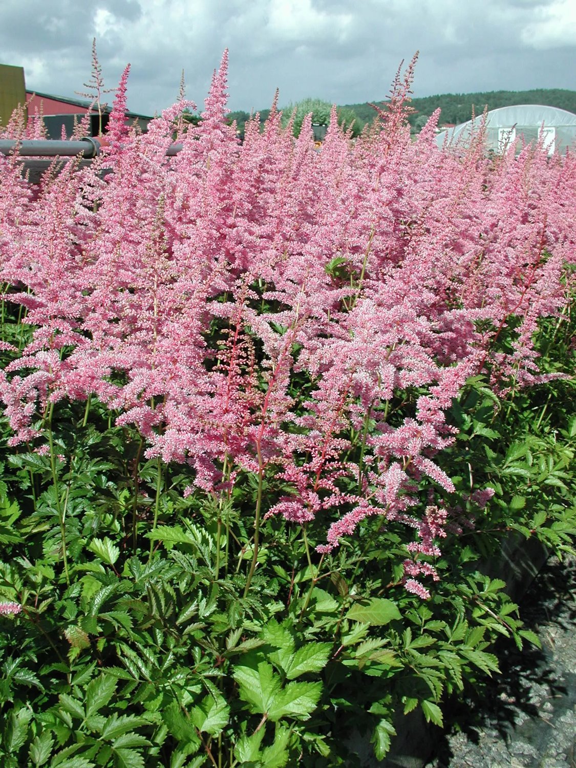 2585  Astilbe arendsii  Cattleya  I  Svenskt namn  :Astilbe  I  Krukstorlek   : SQ1  I  Förväntad Höjd  :  40/100 cm  I  Blomningstid :  juli-aug - 2