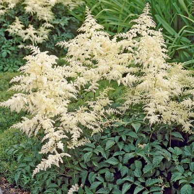 2672  Astilbe arendsii  Moccachino  (PBR)  I  Svenskt namn  :Astilbe  I  Krukstorlek   : SQ1  I  Förväntad Höjd  :  50/70 cm  I  Blomningstid :  juli-aug