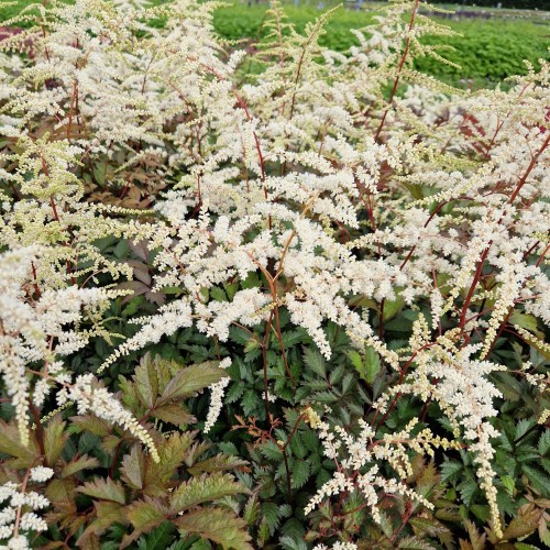 2672  Astilbe arendsii  Moccachino  (PBR)  I  Svenskt namn  :Astilbe  I  Krukstorlek   : SQ1  I  Förväntad Höjd  :  50/70 cm  I  Blomningstid :  juli-aug - 2