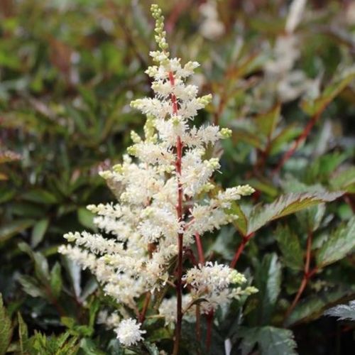 2672  Astilbe arendsii  Moccachino  (PBR)  I  Svenskt namn  :Astilbe  I  Krukstorlek   : SQ1  I  Förväntad Höjd  :  50/70 cm  I  Blomningstid :  juli-aug - 3