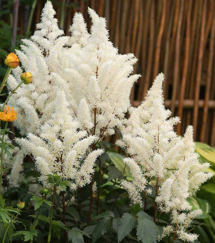 2709  Astilbe arendsii  Rock and Roll (PBR)  I  Svenskt namn  :Astilbe  I  Krukstorlek   : SQ1  I  Förväntad Höjd  :  40/60 cm  I  Blomningstid :  juli-sept - 3