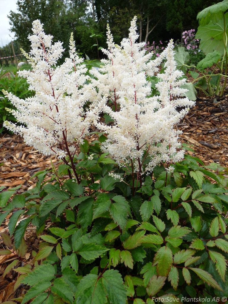 2709  Astilbe arendsii  Rock and Roll (PBR)  I  Svenskt namn  :Astilbe  I  Krukstorlek   : SQ1  I  Förväntad Höjd  :  40/60 cm  I  Blomningstid :  juli-sept - 2