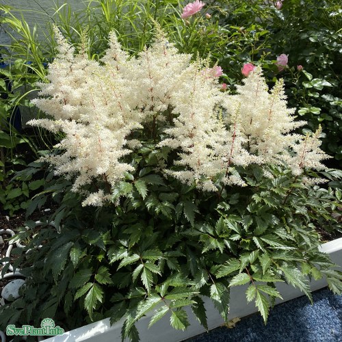 2709  Astilbe arendsii  Rock and Roll (PBR)  I  Svenskt namn  :Astilbe  I  Krukstorlek   : SQ1  I  Förväntad Höjd  :  40/60 cm  I  Blomningstid :  juli-sept