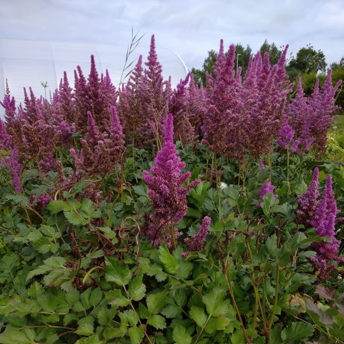 2691  Astilbe chinensis  Black Pearls  I  Svenskt namn  :Plymastilbe  I  Krukstorlek   : SQ1  I  Förväntad Höjd  :  50/70 cm  I  Blomningstid :  juli-sept - 2