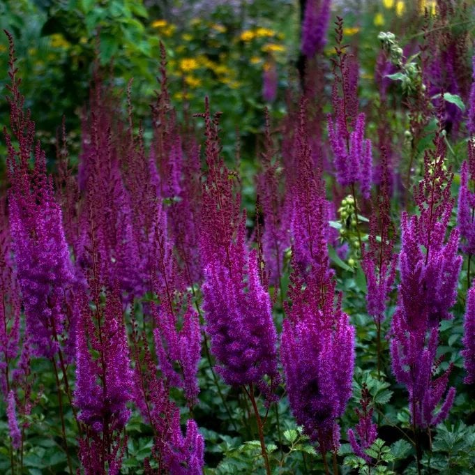 2691  Astilbe chinensis  Black Pearls  I  Svenskt namn  :Plymastilbe  I  Krukstorlek   : SQ1  I  Förväntad Höjd  :  50/70 cm  I  Blomningstid :  juli-sept