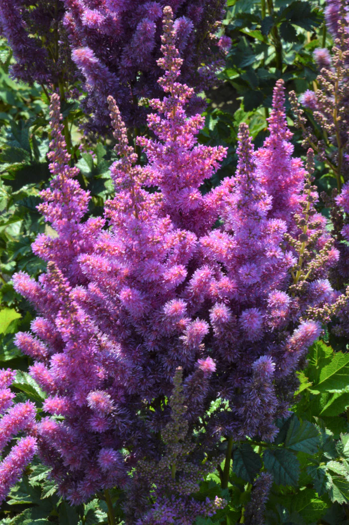 2691  Astilbe chinensis  Black Pearls  I  Svenskt namn  :Plymastilbe  I  Krukstorlek   : SQ1  I  Förväntad Höjd  :  50/70 cm  I  Blomningstid :  juli-sept - 3
