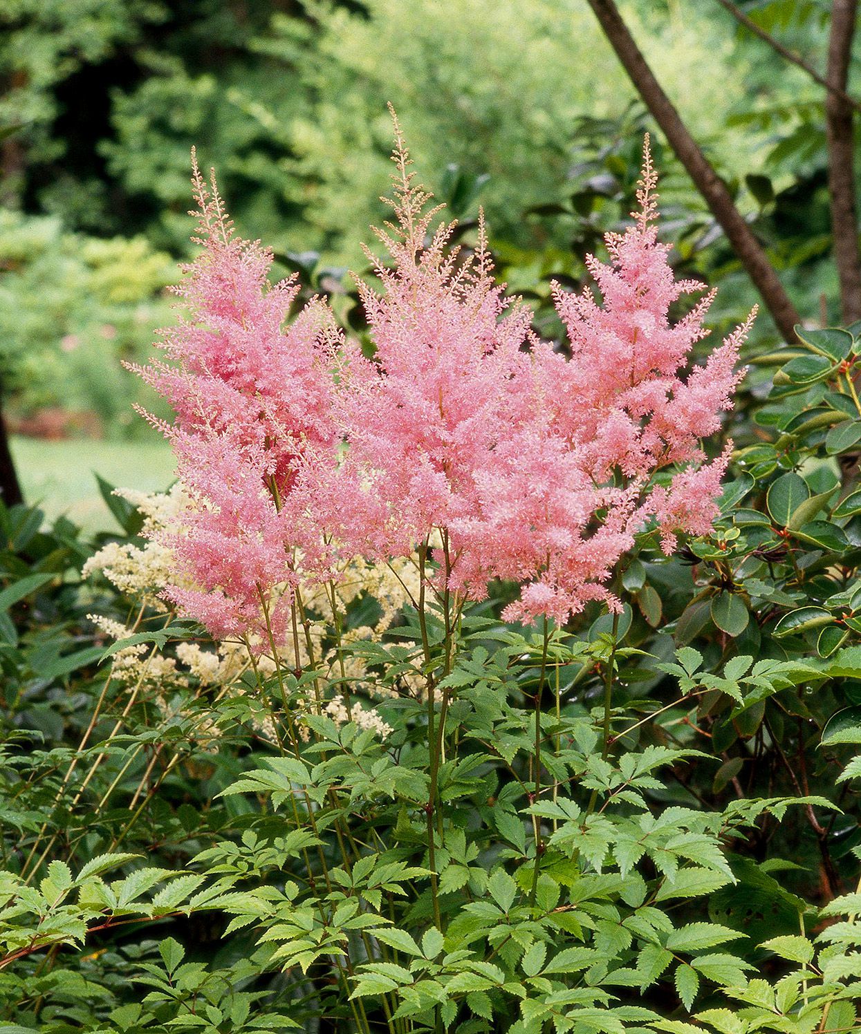 2710  Astilbe chinensis  Color Flash  I  Svenskt namn  :Plymastilbe  I  Krukstorlek   : SQ1  I  Förväntad Höjd  :  40/60 cm  I  Blomningstid :  juli-sept - 2