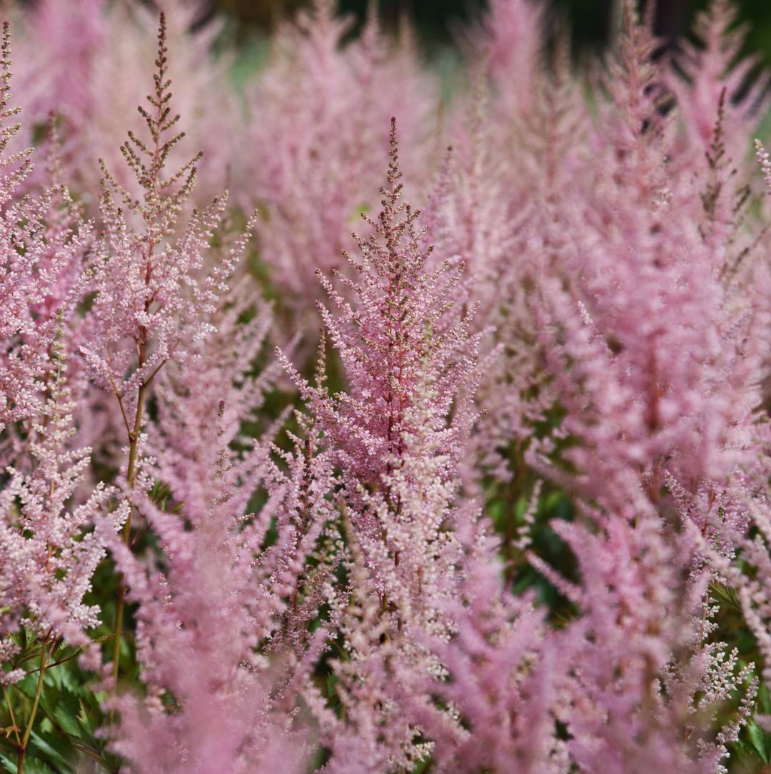 2710  Astilbe chinensis  Color Flash  I  Svenskt namn  :Plymastilbe  I  Krukstorlek   : SQ1  I  Förväntad Höjd  :  40/60 cm  I  Blomningstid :  juli-sept - 3