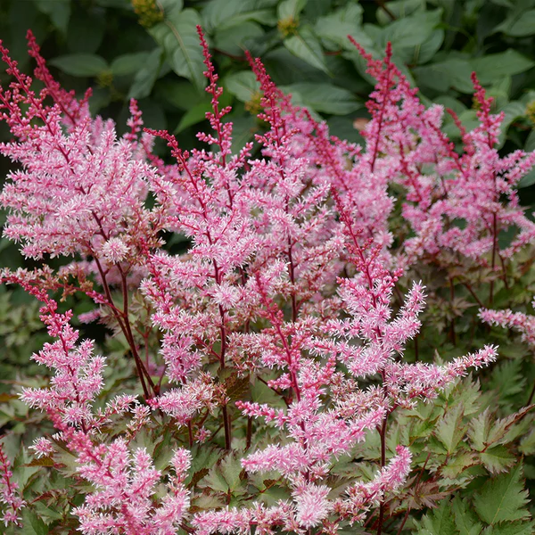 2710  Astilbe chinensis  Color Flash  I  Svenskt namn  :Plymastilbe  I  Krukstorlek   : SQ1  I  Förväntad Höjd  :  40/60 cm  I  Blomningstid :  juli-sept