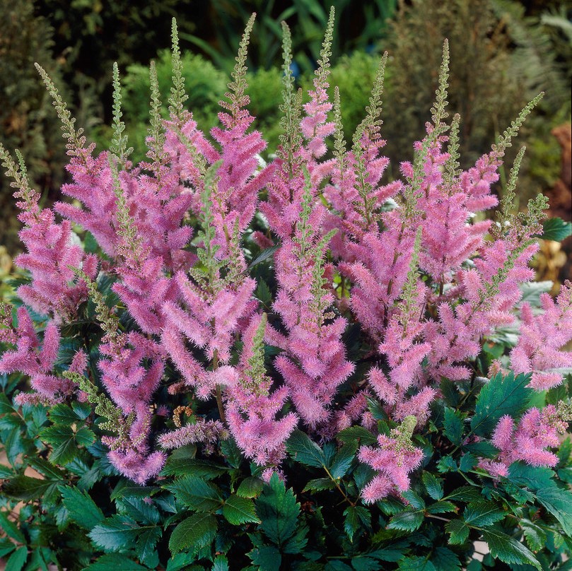 2690  Astilbe chinensis  Pumila  I  Svenskt namn  :Dvärgastilbe  I  Krukstorlek   : SQ1  I  Förväntad Höjd  :  20/30 cm  I  Blomningstid :  juli-sept