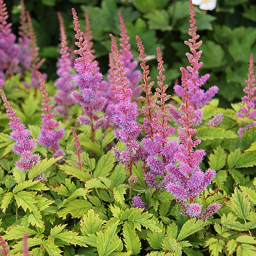 2690  Astilbe chinensis  Pumila  I  Svenskt namn  :Dvärgastilbe  I  Krukstorlek   : SQ1  I  Förväntad Höjd  :  20/30 cm  I  Blomningstid :  juli-sept - 3