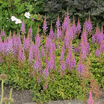 2690  Astilbe chinensis  Pumila  I  Svenskt namn  :Dvärgastilbe  I  Krukstorlek   : SQ1  I  Förväntad Höjd  :  20/30 cm  I  Blomningstid :  juli-sept - 2