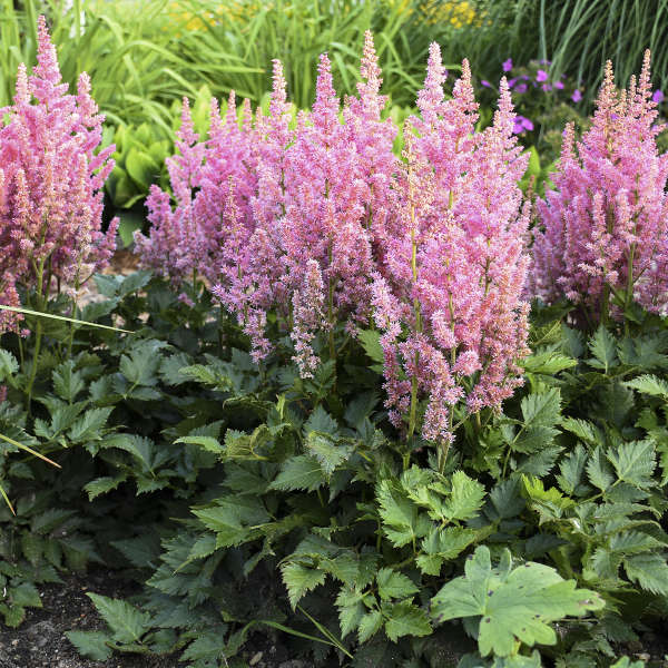 2686  Astilbe chinensis  Vision in Pink (PBR)  I  Svenskt namn  :Plymastilbe  I  Krukstorlek   : SQ1  I  Förväntad Höjd  :  40/60 cm  I  Blomningstid :  juli-aug