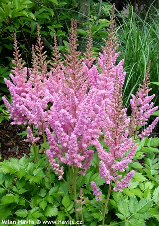 2686  Astilbe chinensis  Vision in Pink (PBR)  I  Svenskt namn  :Plymastilbe  I  Krukstorlek   : SQ1  I  Förväntad Höjd  :  40/60 cm  I  Blomningstid :  juli-aug - 2