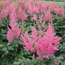 2686  Astilbe chinensis  Vision in Pink (PBR)  I  Svenskt namn  :Plymastilbe  I  Krukstorlek   : SQ1  I  Förväntad Höjd  :  40/60 cm  I  Blomningstid :  juli-aug - 3