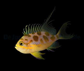 Odontanthias borbonius (reef safe)