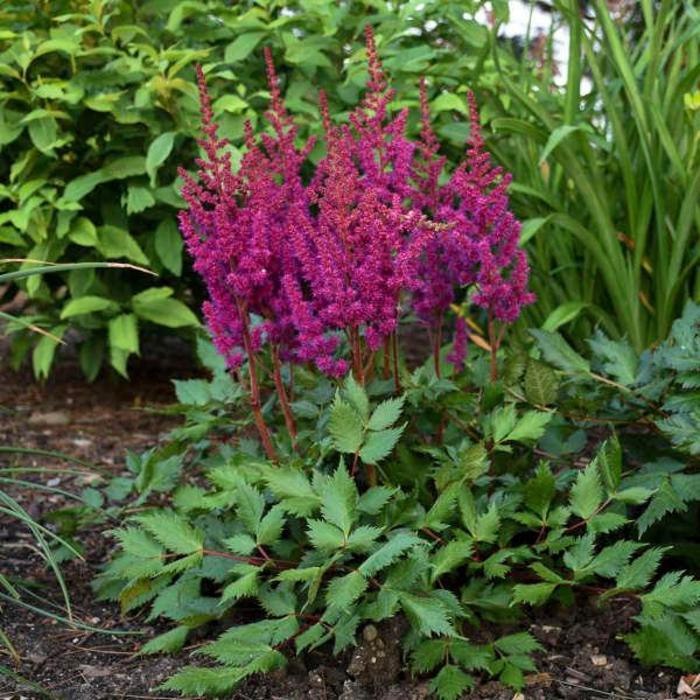 2685  Astilbe chinensis  Vision in Red (PBR)  I  Svenskt namn  :Plymastilbe  I  Krukstorlek   : SQ1  I  Förväntad Höjd  :  40/60 cm  I  Blomningstid :  juli-aug