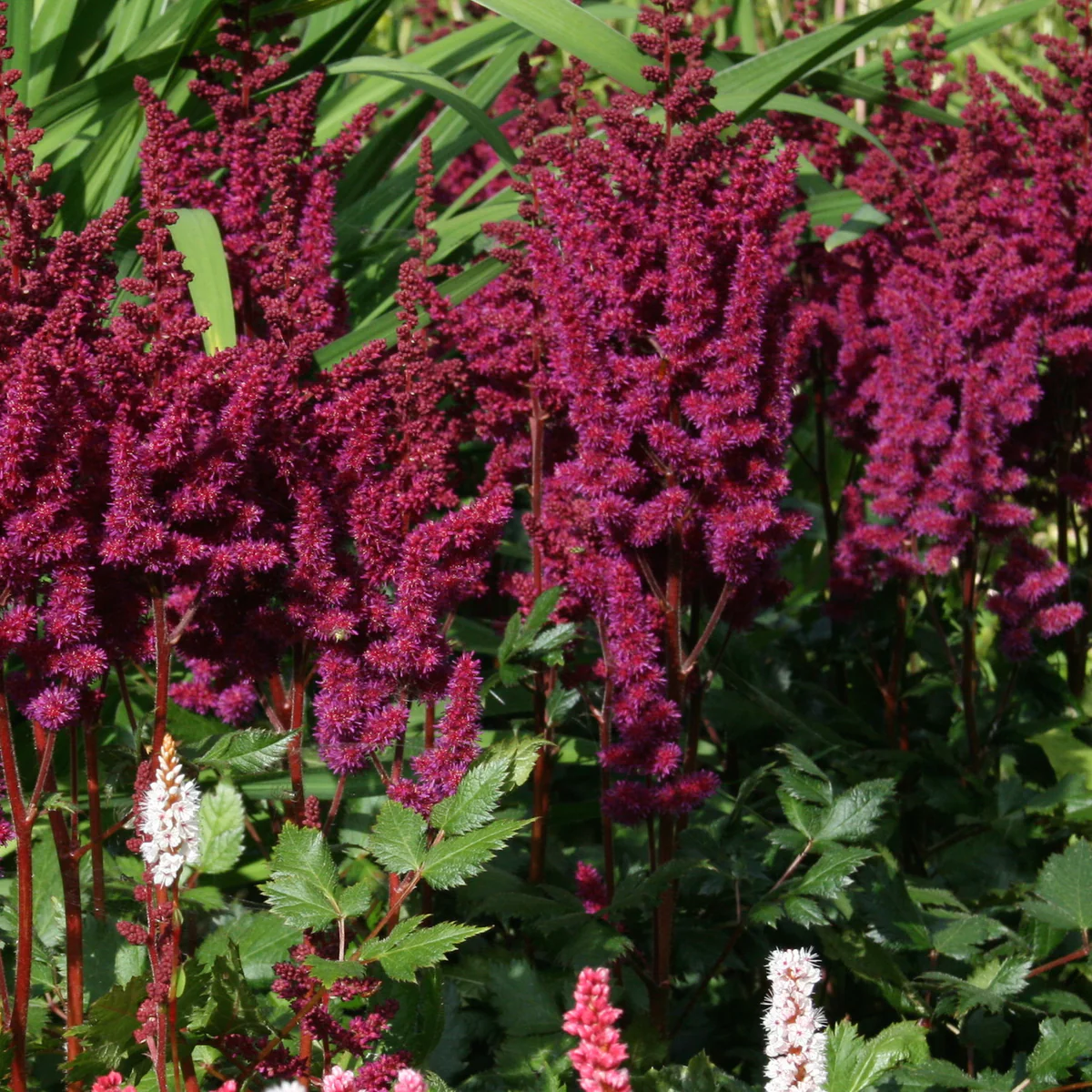 2685  Astilbe chinensis  Vision in Red (PBR)  I  Svenskt namn  :Plymastilbe  I  Krukstorlek   : SQ1  I  Förväntad Höjd  :  40/60 cm  I  Blomningstid :  juli-aug - 2