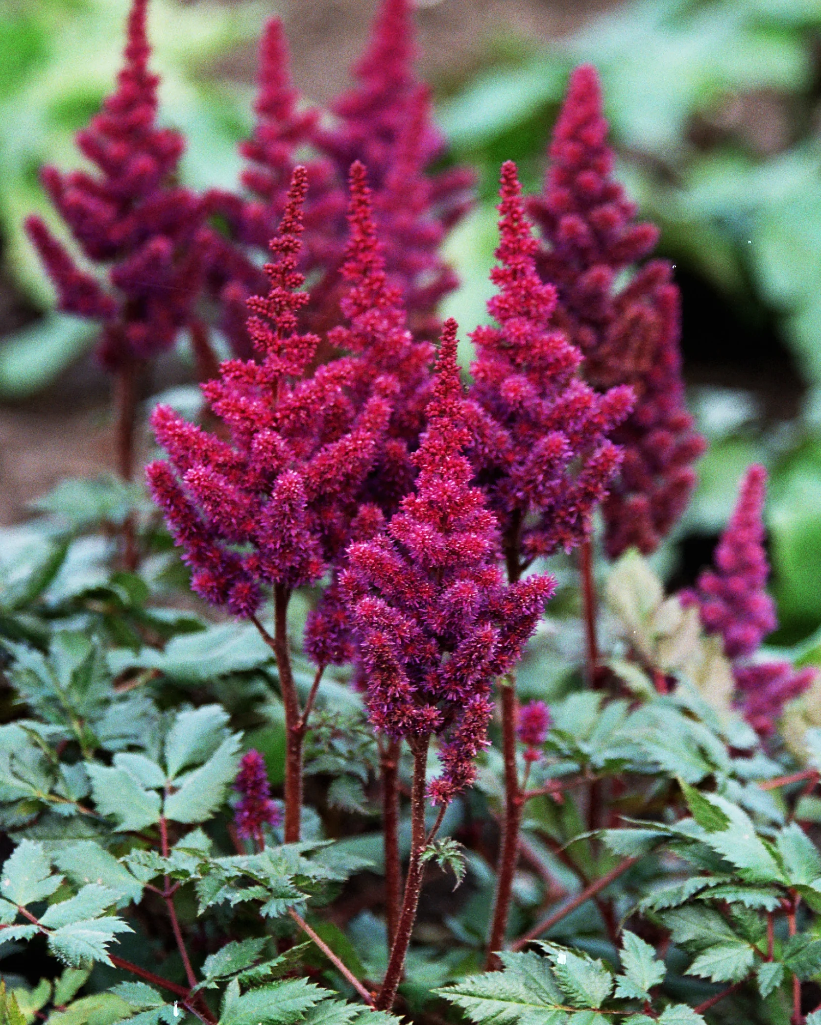 2685  Astilbe chinensis  Vision in Red (PBR)  I  Svenskt namn  :Plymastilbe  I  Krukstorlek   : SQ1  I  Förväntad Höjd  :  40/60 cm  I  Blomningstid :  juli-aug - 3