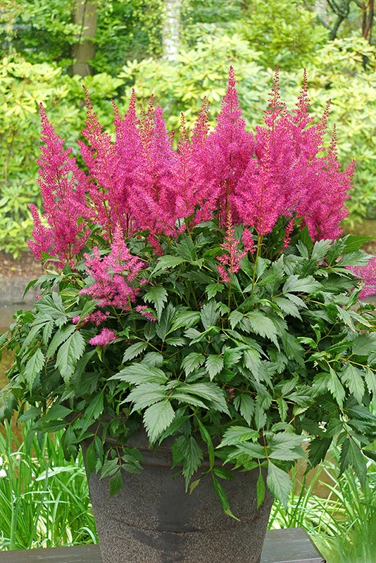 2722  Astilbe japonica  Elisabeth van Veen  I  Svenskt namn  :Silverastilbe  I  Krukstorlek   : SQ1  I  Förväntad Höjd  :  40/60 cm  I  Blomningstid :  aug-sept - 3