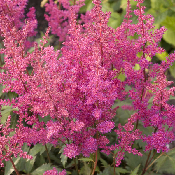 2722  Astilbe japonica  Elisabeth van Veen  I  Svenskt namn  :Silverastilbe  I  Krukstorlek   : SQ1  I  Förväntad Höjd  :  40/60 cm  I  Blomningstid :  aug-sept - 2