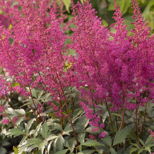 2722  Astilbe japonica  Elisabeth van Veen  I  Svenskt namn  :Silverastilbe  I  Krukstorlek   : SQ1  I  Förväntad Höjd  :  40/60 cm  I  Blomningstid :  aug-sept