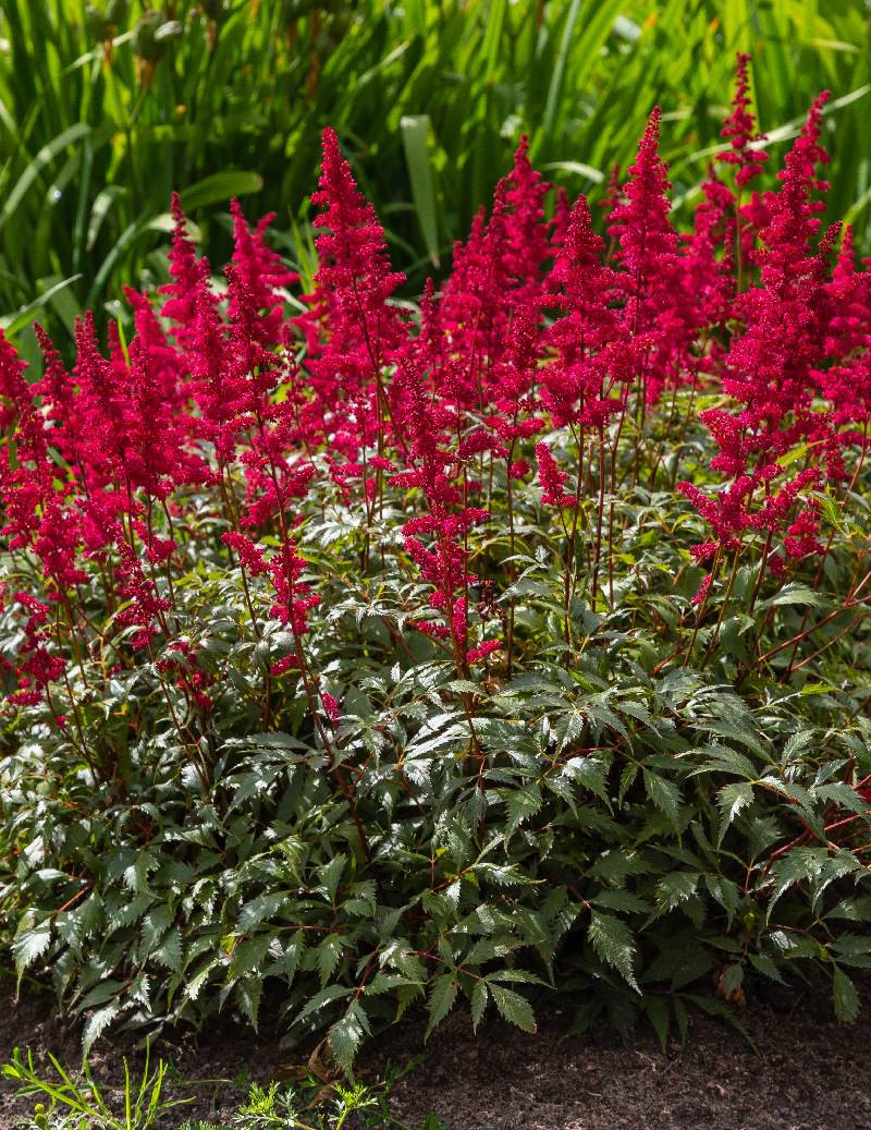 2775  Astilbe japonica  Red Sentinel  I  Svenskt namn  :Silverastilbe  I  Krukstorlek   : SQ1  I  Förväntad Höjd  :  35/50 cm  I  Blomningstid :  juli-aug - 3