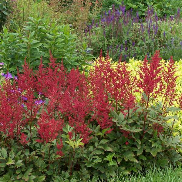 2775  Astilbe japonica  Red Sentinel  I  Svenskt namn  :Silverastilbe  I  Krukstorlek   : SQ1  I  Förväntad Höjd  :  35/50 cm  I  Blomningstid :  juli-aug - 2