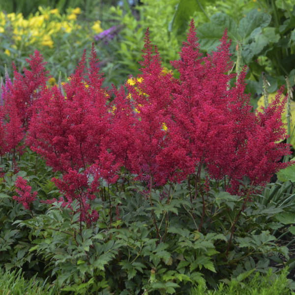 2775  Astilbe japonica  Red Sentinel  I  Svenskt namn  :Silverastilbe  I  Krukstorlek   : SQ1  I  Förväntad Höjd  :  35/50 cm  I  Blomningstid :  juli-aug