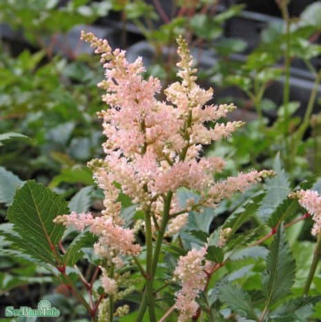2700  Astilbe simplicifolia  Key West  I  Svenskt namn  :Fjäderastilbe  I  Krukstorlek   : SQ1  I  Förväntad Höjd  :  20/40 cm  I  Blomningstid :  aug-sept