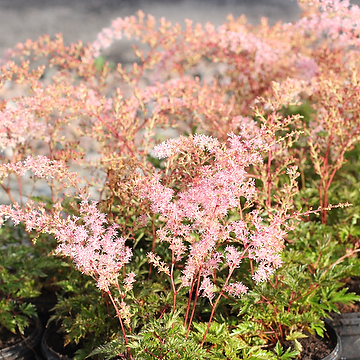 2700  Astilbe simplicifolia  Key West  I  Svenskt namn  :Fjäderastilbe  I  Krukstorlek   : SQ1  I  Förväntad Höjd  :  20/40 cm  I  Blomningstid :  aug-sept - 3