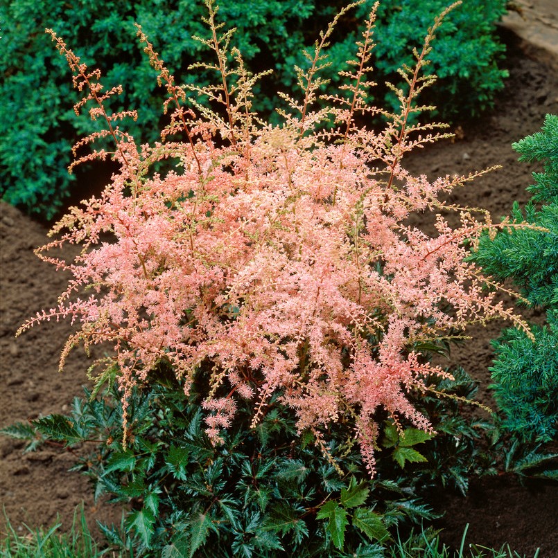 2700  Astilbe simplicifolia  Key West  I  Svenskt namn  :Fjäderastilbe  I  Krukstorlek   : SQ1  I  Förväntad Höjd  :  20/40 cm  I  Blomningstid :  aug-sept - 2