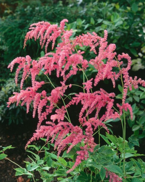 2803  Astilbe thunbergii  Straussenfeder  I  Svenskt namn  :Höstastilbe  I  Krukstorlek   : SQ1  I  Förväntad Höjd  :  40/110 cm  I  Blomningstid :  juli-aug - 2