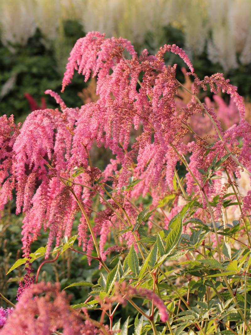 2803  Astilbe thunbergii  Straussenfeder  I  Svenskt namn  :Höstastilbe  I  Krukstorlek   : SQ1  I  Förväntad Höjd  :  40/110 cm  I  Blomningstid :  juli-aug - 3
