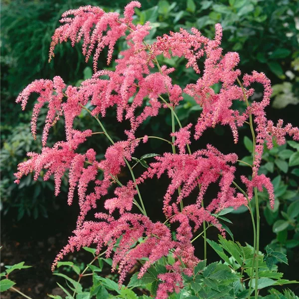 2803  Astilbe thunbergii  Straussenfeder  I  Svenskt namn  :Höstastilbe  I  Krukstorlek   : SQ1  I  Förväntad Höjd  :  40/110 cm  I  Blomningstid :  juli-aug