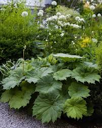 2820  Astilboides tabularis  I  Svenskt namn  :Parasollblad  I  Krukstorlek   : SQ1  I  Förväntad Höjd  :  100 cm  I  Blomningstid :  juli - 2