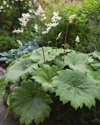 2820  Astilboides tabularis  I  Svenskt namn  :Parasollblad  I  Krukstorlek   : SQ1  I  Förväntad Höjd  :  100 cm  I  Blomningstid :  juli - 3