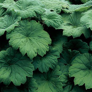 2820  Astilboides tabularis  I  Svenskt namn  :Parasollblad  I  Krukstorlek   : SQ1  I  Förväntad Höjd  :  100 cm  I  Blomningstid :  juli