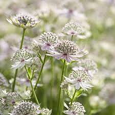 Astrantia major  I  Svenskt namn  :Stjärnflocka  I  Krukstorlek   : P9  I  Förväntad Höjd  :  50 cm  I  Blomningstid :  juni-aug