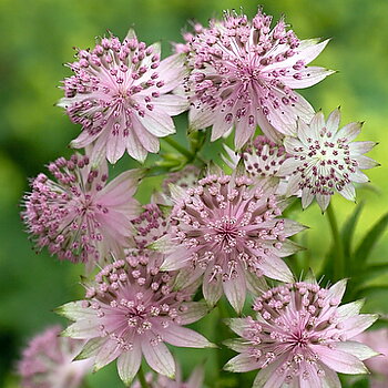 2825  Astrantia major  Buckland  I  Svenskt namn  :Stjärnflocka  I  Krukstorlek   : 11c  I  Förväntad Höjd  :  70 cm  I  Blomningstid :  juni-aug