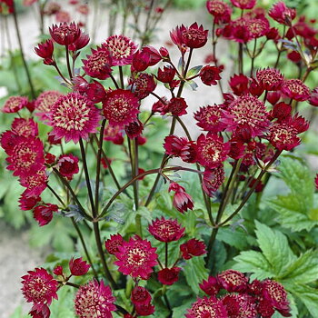 Astrantia major  Claret  I  Svenskt namn  :Stjärnflocka  I  Krukstorlek   : 11c  I  Förväntad Höjd  :  60 cm  I  Blomningstid :  juni-aug