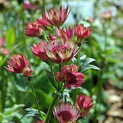 Astrantia major  Magical Red  I  Svenskt namn  :Stjärnflocka  I  Krukstorlek   : 11c  I  Förväntad Höjd  :  60 cm  I  Blomningstid :  juni-aug